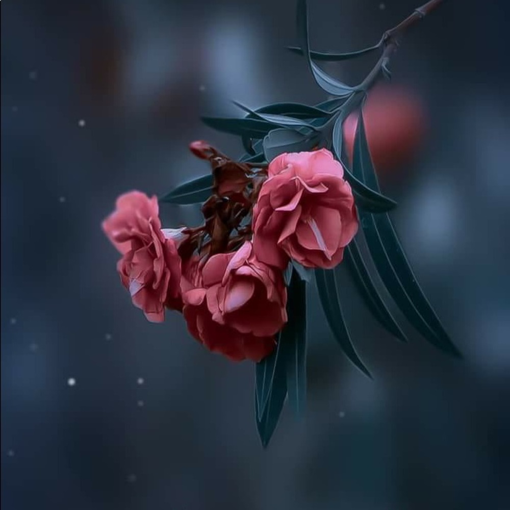 Meet your Posher, Zurisadai